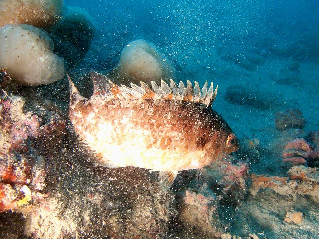 Symphodus cinereus dal Golfo di Venezia